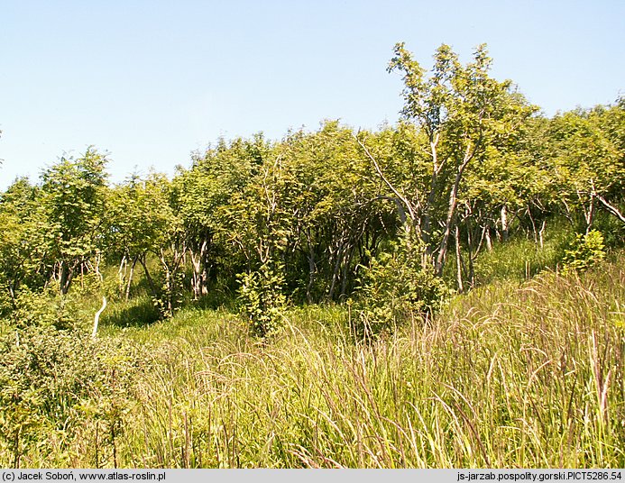 Sorbus aucuparia ssp. glabrata