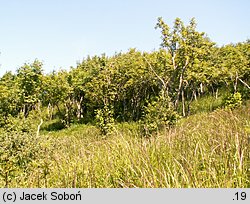 Sorbus aucuparia ssp. glabrata (jarząb pospolity górski)