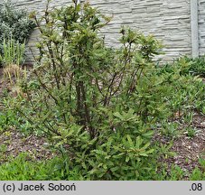 Sorbus setschwanensis (jarząb syczuański)