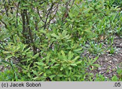 Sorbus setschwanensis (jarząb syczuański)