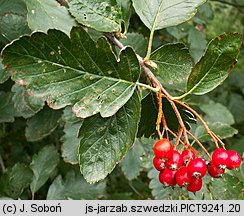 Sorbus intermedia