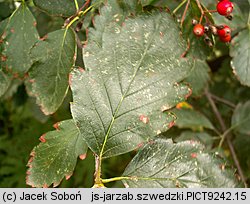 Sorbus intermedia