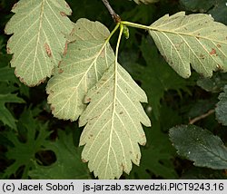 Sorbus intermedia