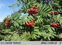 Sorbus Krasnaja Krupnaja