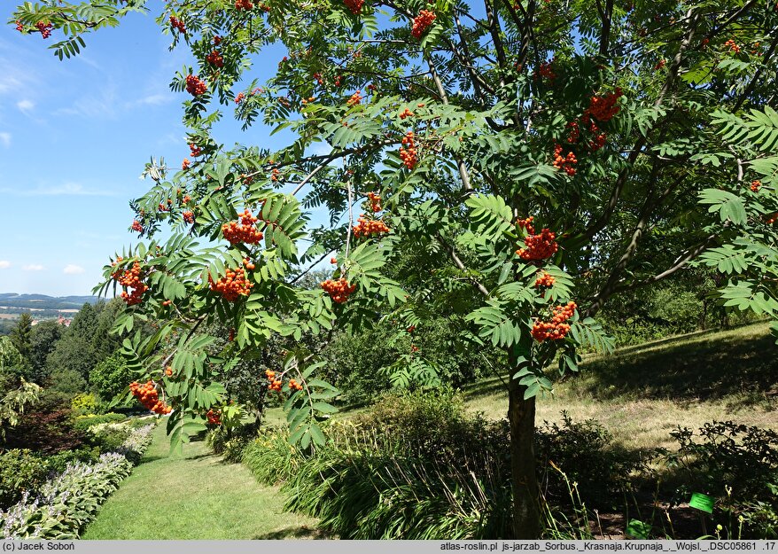 Sorbus Krasnaja Krupnaja