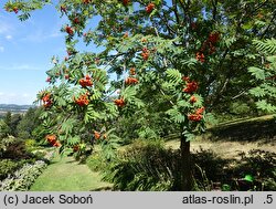 Sorbus Krasnaja Krupnaja