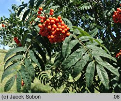 Sorbus Nevezhinskaja