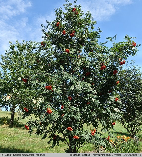 Sorbus Nevezhinskaja