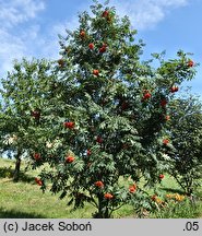 Sorbus Nevezhinskaja