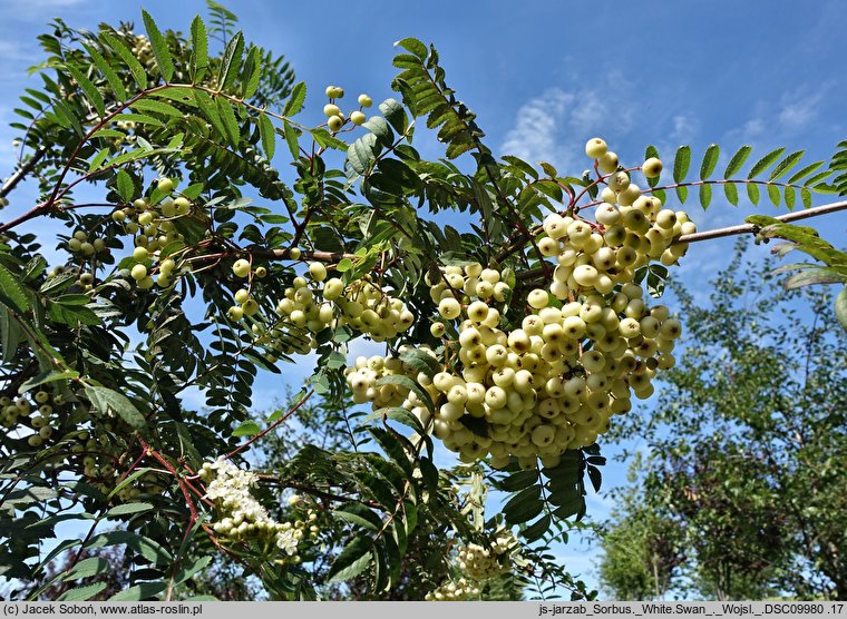 Sorbus White Swan