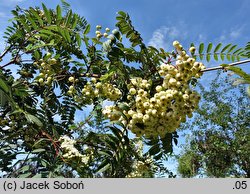 Sorbus White Swan