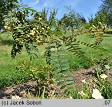 Sorbus White Swan