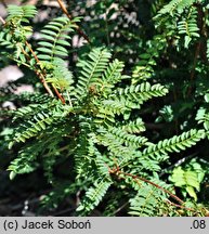 Sorbus setschwanensis (jarząb syczuański)