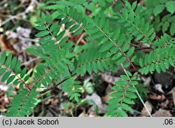 Sorbus vilmorinii (jarząb Vilmorina)