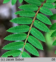 Sorbus vilmorinii (jarząb Vilmorina)