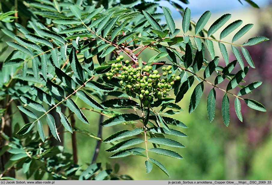 Sorbus ×arnoldiana cv. Copper Glow (jarząb Arnolda 'Copper Glow')