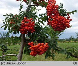 Sorbus ×arnoldiana Vermiljon