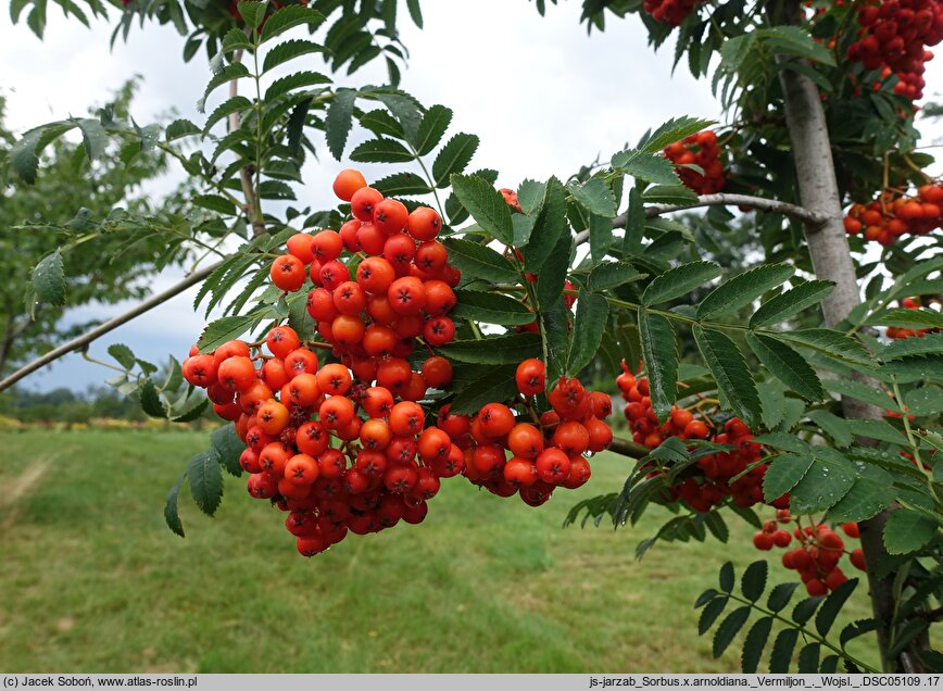 Sorbus ×arnoldiana Vermiljon