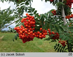 Sorbus ×arnoldiana Vermiljon