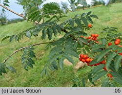 Sorbus ×arnoldiana Vermiljon