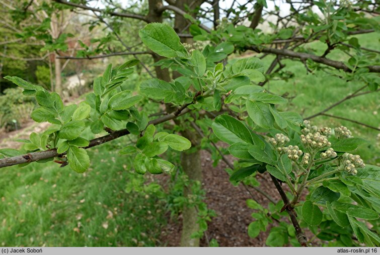 ×Sorbopyrus cv. Krasavica (jarzębogrusza)