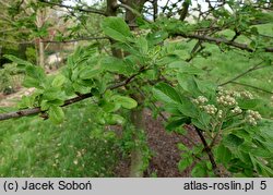 ×Sorbopyrus cv. Krasavica (jarzębogrusza)