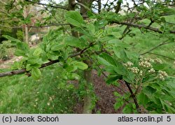 ×Sorbopyrus ‘Krasavica’ (jarzębogrusza)