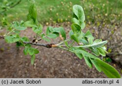 ×Sorbopyrus ‘Krasavica’ (jarzębogrusza)