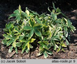 Astrantia major Sunningdale Variegated