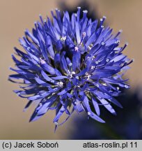 Jasione laevis (jasieniec trwały)