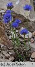 Jasione laevis (jasieniec trwały)