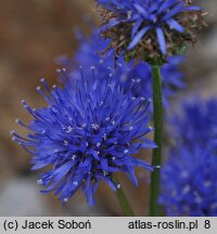 Jasione laevis (jasieniec trwały)