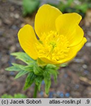 Ranunculus gaurii (jaskier Gaura)