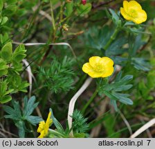 Ranunculus pseudomontanus (jaskier halny)