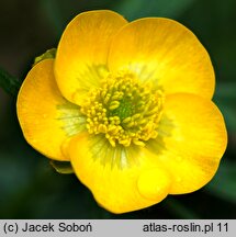 Ranunculus pseudomontanus (jaskier halny)