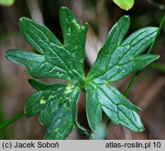 Ranunculus pseudomontanus (jaskier halny)