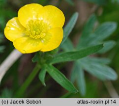 Ranunculus pseudomontanus (jaskier halny)