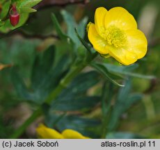 Ranunculus pseudomontanus (jaskier halny)