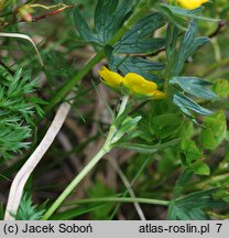 Ranunculus pseudomontanus (jaskier halny)