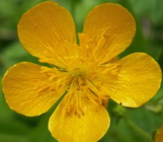 Ranunculus lanuginosus