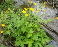 Ranunculus lanuginosus