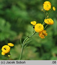 Ranunculus acris Multiplex