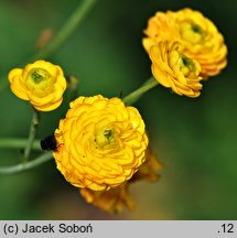 Ranunculus acris Multiplex