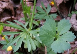 Ranunculus auricomus s.str. (jaskier różnolistny s.str.)