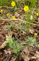 Ranunculus auricomus s.str. (jaskier różnolistny s.str.)