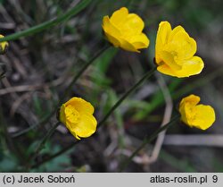 Ranunculus oreophilus (jaskier skalny)