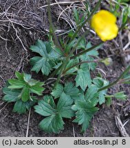 Ranunculus oreophilus (jaskier skalny)