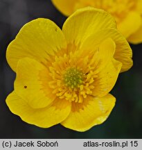 Ranunculus oreophilus (jaskier skalny)