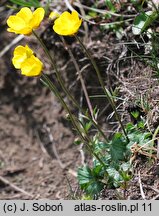 Ranunculus oreophilus (jaskier skalny)