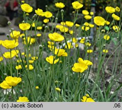 Ranunculus gramineus (jaskier trawiasty)